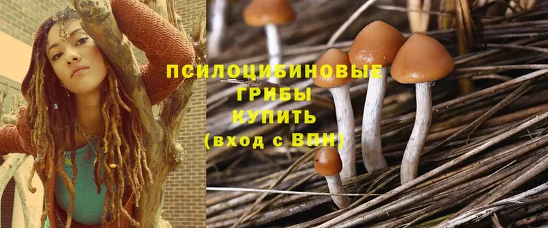 darknet Telegram  цены   Альметьевск  Галлюциногенные грибы Magic Shrooms 